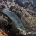 lion_sea_galapagos_cou_h_0105_ecu1196.jpg